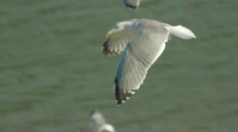 Seagulls Fly 库存影片 22279522