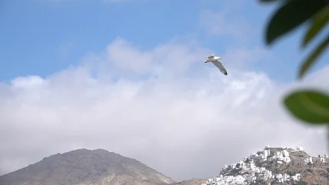 Seagulls fly Stock Footage 93320598