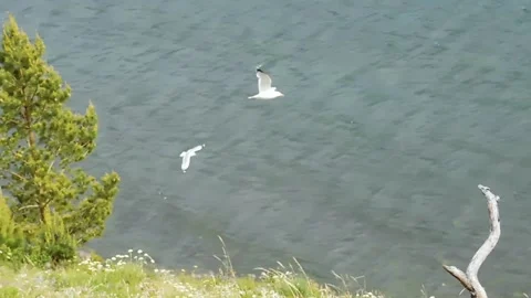 Seagulls fly Stock Footage 134333449