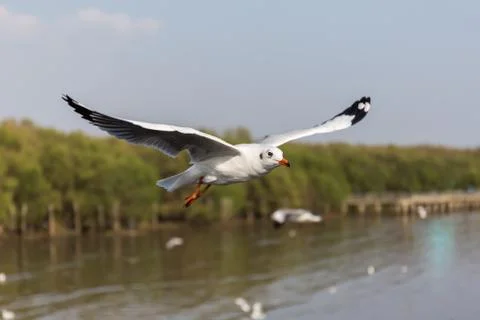 Seagulls fly in fresh blue days in the tropics. Stock Photos