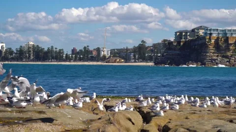 Seagulls fly at Freshwater Beach in Sydney, Australia Stock Footage