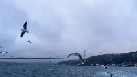 Seagulls fly in front of the camera. many seagulls. Many seagulls fly against Stock Footage 230507161