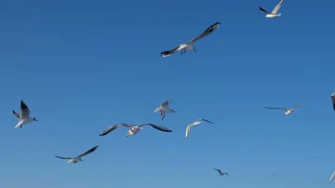 Seagulls fly a lot in the sky. Stock Footage 199196813