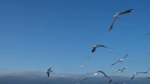 Seagulls fly a lot in the sky. Stock Footage 199196878