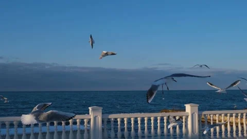 Seagulls fly a lot in the sky. Video stock 199215693