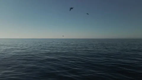 Seagulls Fly Low Over Blue Sea Water Stock Footage 253019947