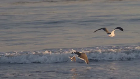 Seagulls Fly Low Over Ocean Waves Video stock 87242395
