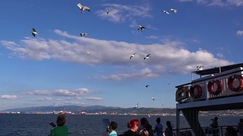 Seagulls fly next to the ferry Stock Footage 80045987