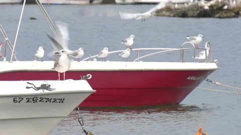 Seagulls fly over and sit on boats Stock Footage 219017896