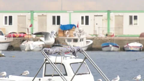 Seagulls fly over and sit on boats Stock Footage 219021189