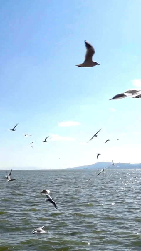 Seagulls fly over blue ocean water under clear sky Video stock 331935679
