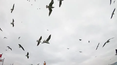 Seagulls fly over the bosphorus against the backdrop of a cloudy sky Vídeos de archivo 163924488