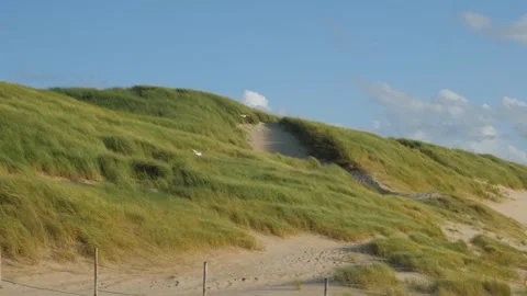 Seagulls fly over dunes Stock Footage 284365789