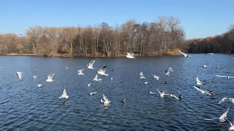 Seagulls fly over the lake. Stock Footage 174718098