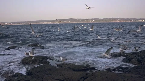 Seagulls fly over the ocean A seagull eats bread Stock Footage 221804708