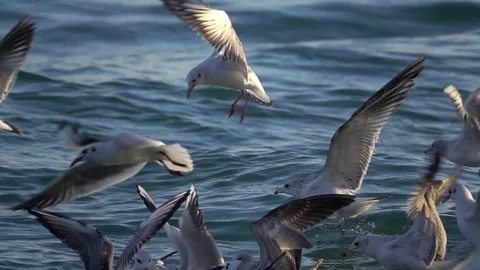 Seagulls Fly Over Ocean in Slow Motion Stock Footage 80291143