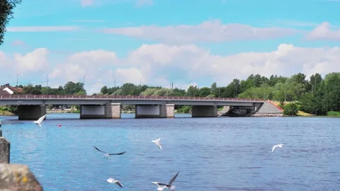 Seagulls fly over the river against the backdrop of bridge. Stock Footage 234881249