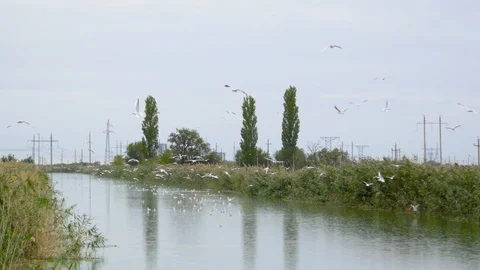 Seagulls fly over the river in rainy weather Stock Footage 117548767
