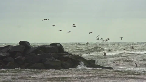 Seagulls fly over the rocks of the rough North Sea. Denmark, Europe Stock Footage 161768772