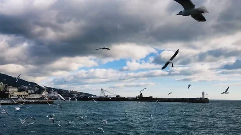 Seagulls fly over the sea Stock Footage 125082097