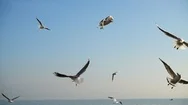	Seagulls Fly Over The Sea. Slow Motion. Stock Footage