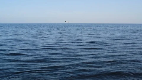 Seagulls fly over the sea surface at the level of the horizon Stock Footage 120935433
