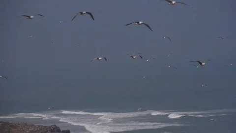 Seagulls fly over seaside cliffs in Ericeira Portugal, panning shot Video stock 94765617
