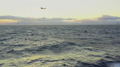 Seagulls fly over strong waves during a storm Stock Footage 163129711