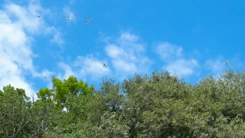 Seagulls fly over the trees. 動画素材 231925429