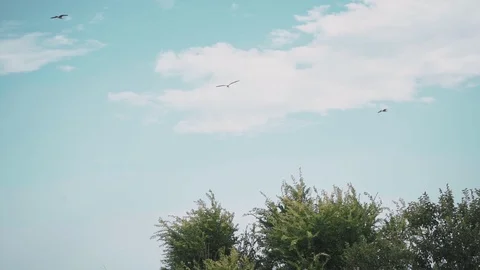 Seagulls fly over the trees in slow motion Stock Footage 128749255
