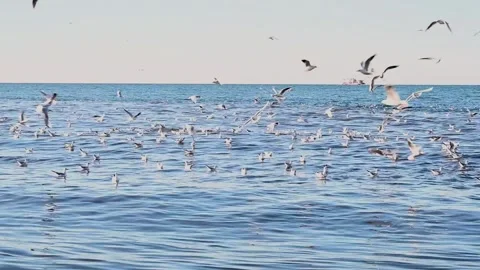 Seagulls fly over the waves sea. Pebbles on the beach on the Black Sea coast Video stock 267724384