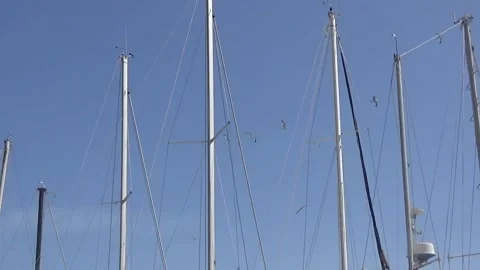 Seagulls fly over yachts in a small port. Stock Footage 152298462