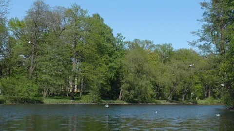 Seagulls Fly In The Park Slow Motion Vídeo Stock 276419482