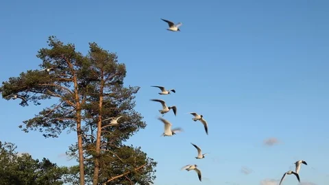 Seagulls Fly, Resisting The Strong Wind. Stock-Footage 111418440