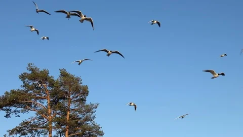 Seagulls Fly, Resisting The Strong Wind. Stock-Footage 111418455