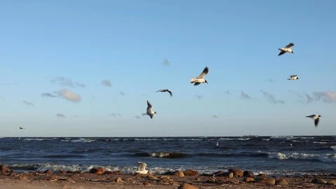 Seagulls Fly, Resisting The Strong Wind. Stock Footage 111418482