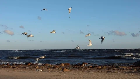 Seagulls Fly, Resisting The Strong Wind. Stock-Footage 111418484