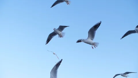 Seagulls fly in slow mo Stock Footage 123052005