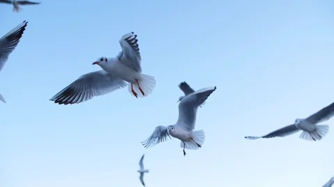 Seagulls fly in slow mo Stock Footage 123052064