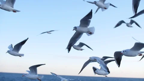 Seagulls fly in slow mo Stock Footage 123052718