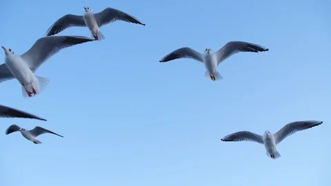 Seagulls fly in slow mo Stock-Footage 123086426