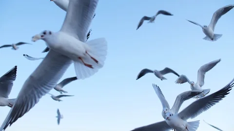Seagulls fly in slow mo Stock Footage 123086596