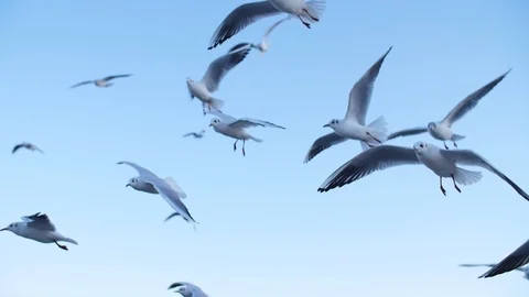 Seagulls fly in slow mo Stock Footage