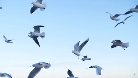 Seagulls fly in slow mo Video stock 123254675