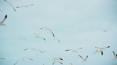 Seagulls fly slow motion 1 Stock Footage 133388528