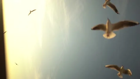 Seagulls fly in slow motion from the ferry on the Bosphorus Stock Footage 181069384