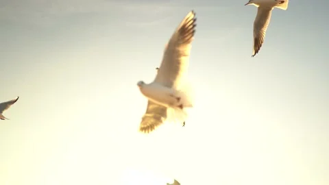 Seagulls fly in slow motion from the ferry on the Bosphorus Stock Footage 181070654