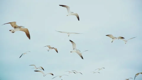 Seagulls fly slow motion Stock Footage 133388537