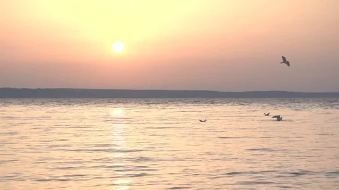 Seagulls fly in slow motion over water and dive Stock Footage 75187933