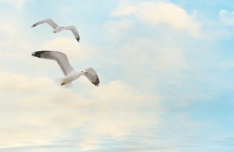 Seagulls fly at sunset Stock Photos